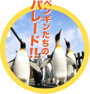 ペンギン大行進やアザラシリングプールのニクス広場 登別マリンパークニクス 公式
