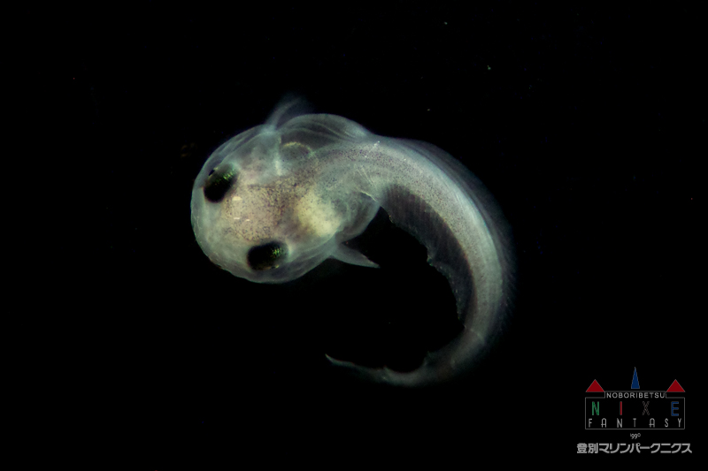 深海魚 サケビクニン の人工授精による繁殖に成功しました